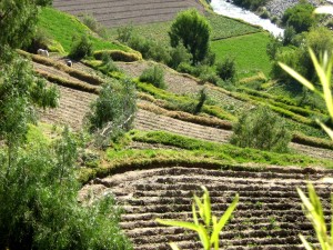 Peru_terrace_farming